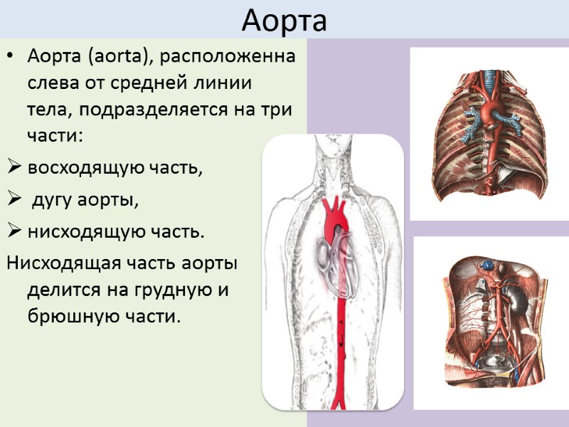 Аорта Аорта (aorta), расположенна слева от средней линии тела, подразделяется на три части: 